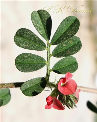  Leaf (Adaxaial view), stipules and Inflorescence